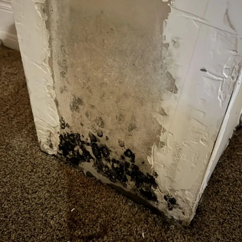 Professional Mold Removal in Gothenburg, NE
